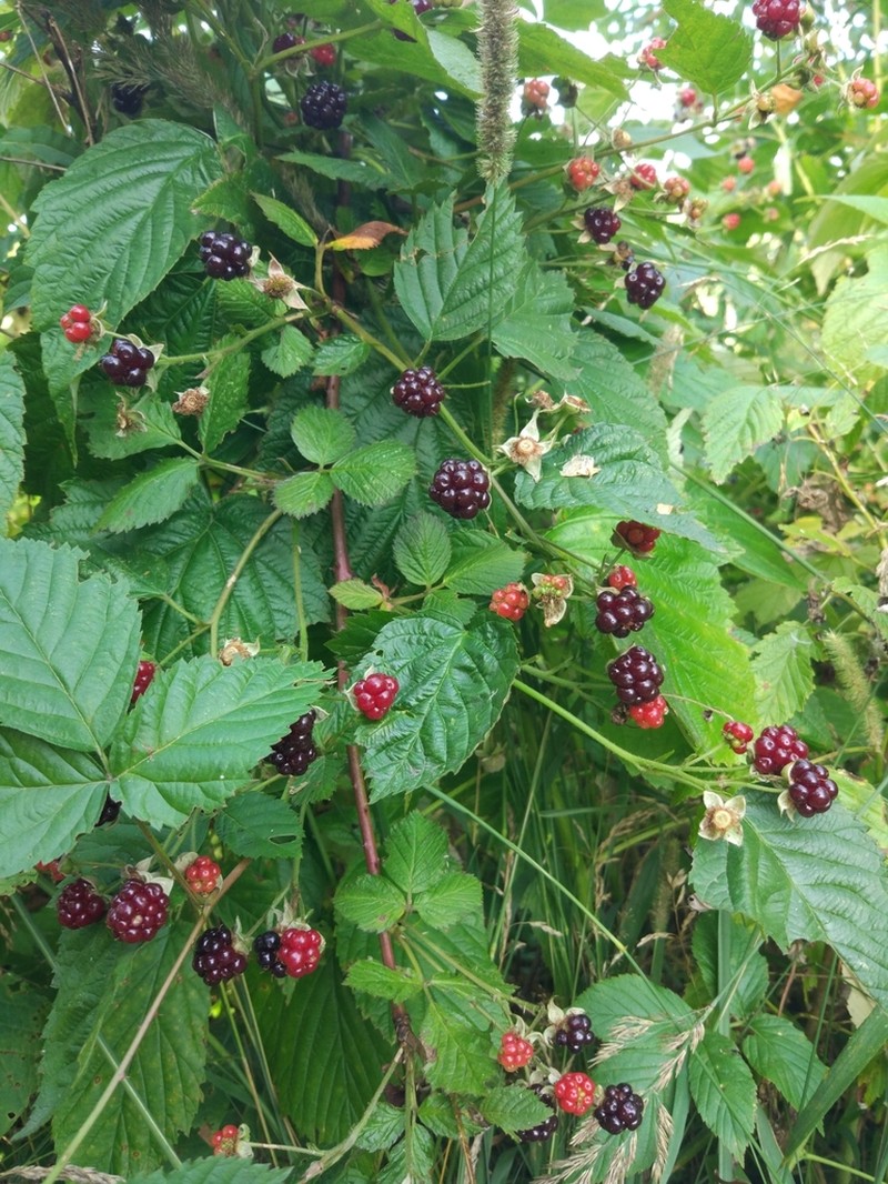 Rubus polonicus photo 8