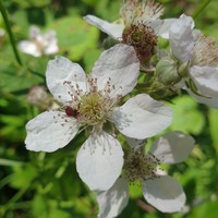 Rubus polyanthemus