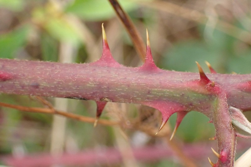 Rubus polyanthemus photo 2