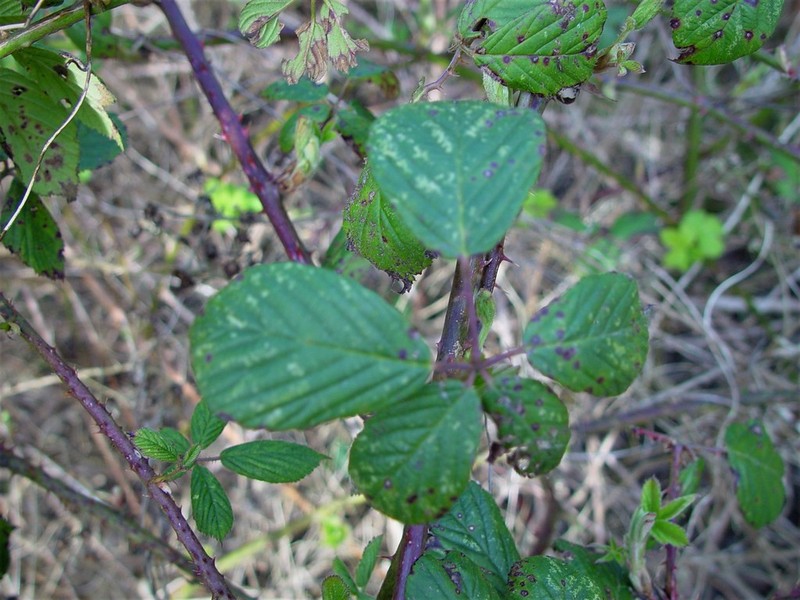 Rubus polyanthemus photo 3