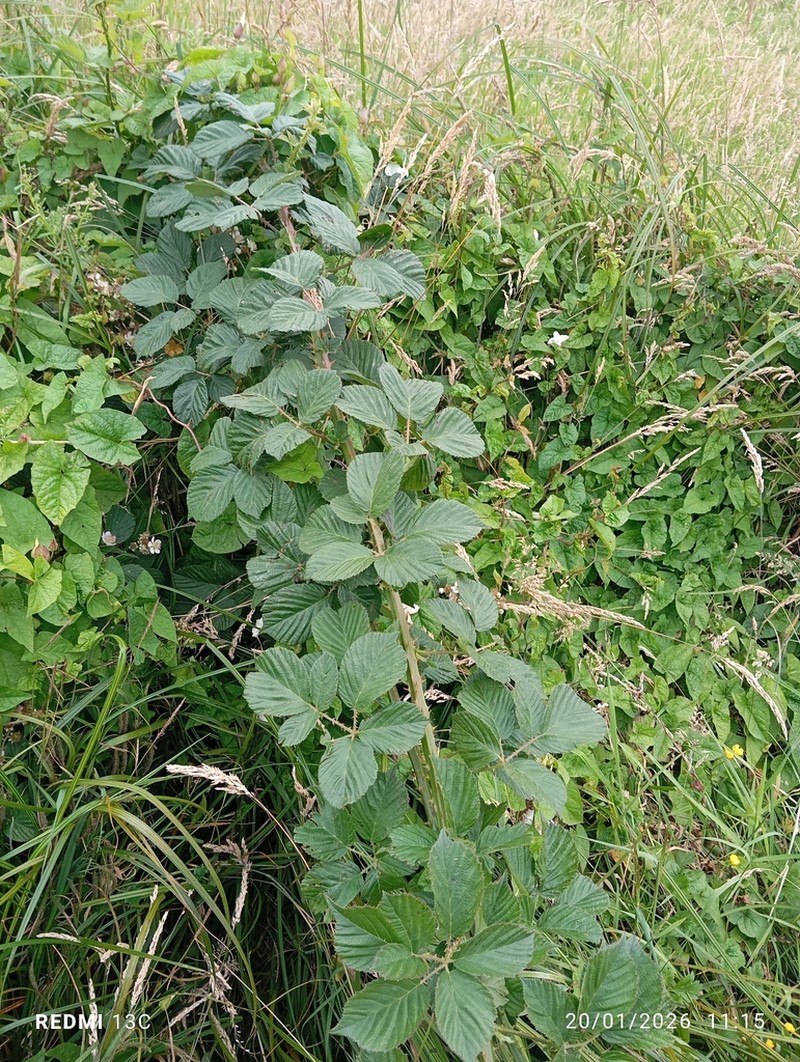 Rubus polyanthemus photo 4