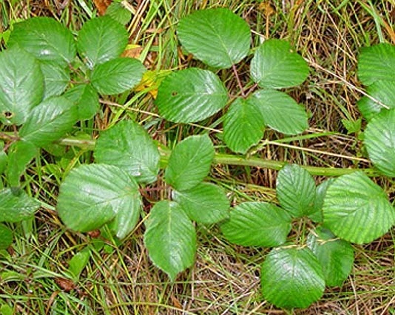 Rubus polyanthemus photo 5