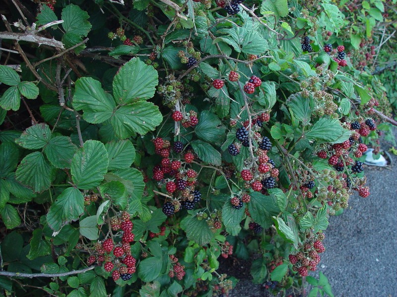 Rubus polyanthemus photo 6
