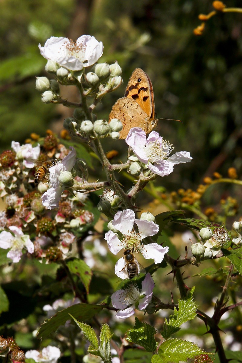 Rubus polyanthemus photo 7