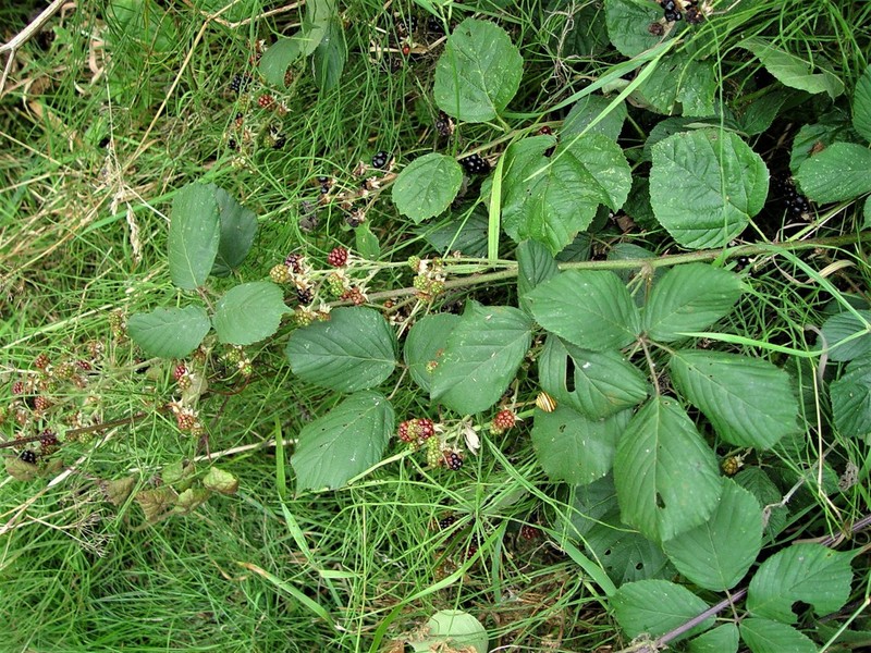 Rubus polyanthemus photo 8