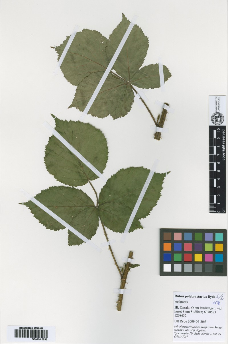 Rubus polybracteatus