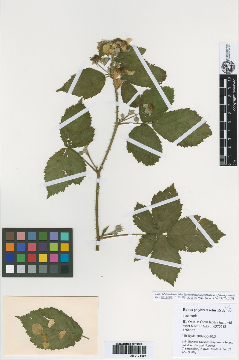 Rubus polybracteatus photo 2