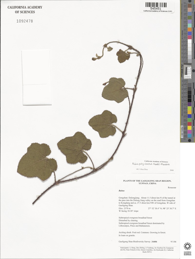 Rubus polyodontus