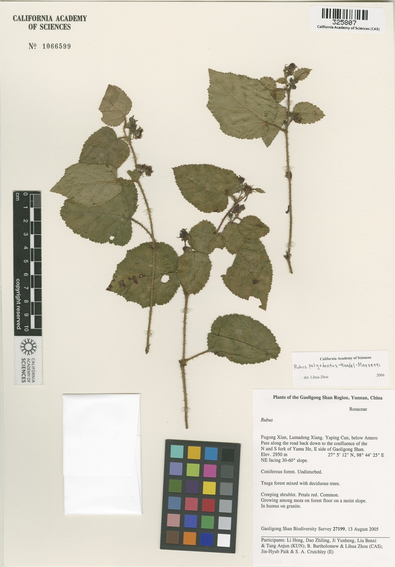 Rubus polyodontus photo 2