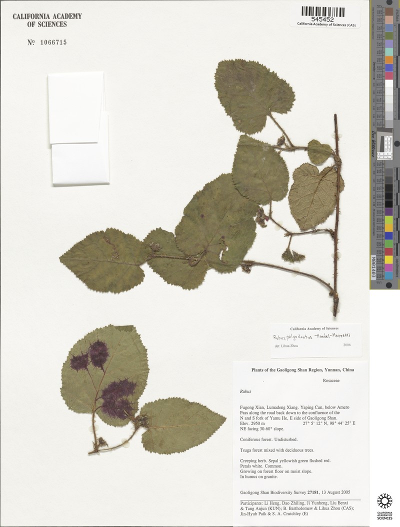 Rubus polyodontus photo 3