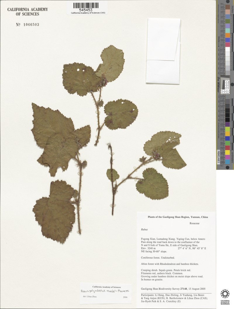 Rubus polyodontus photo 4