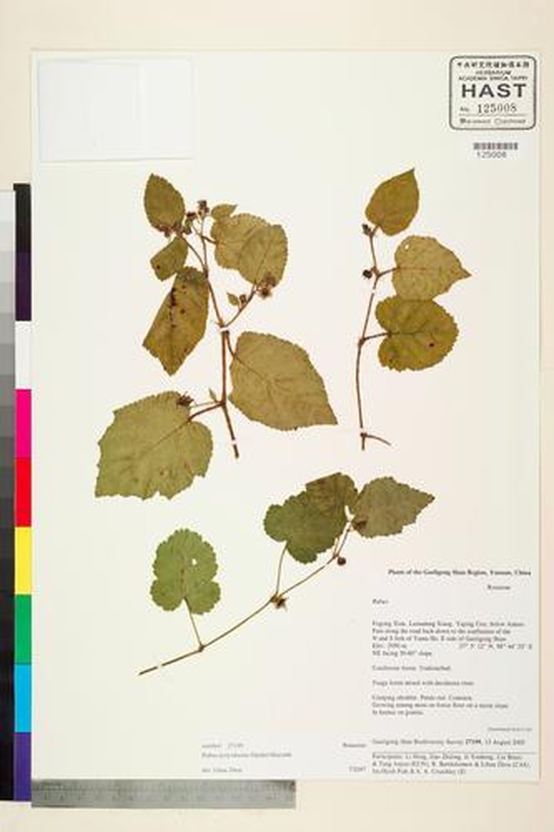 Rubus polyodontus photo 5