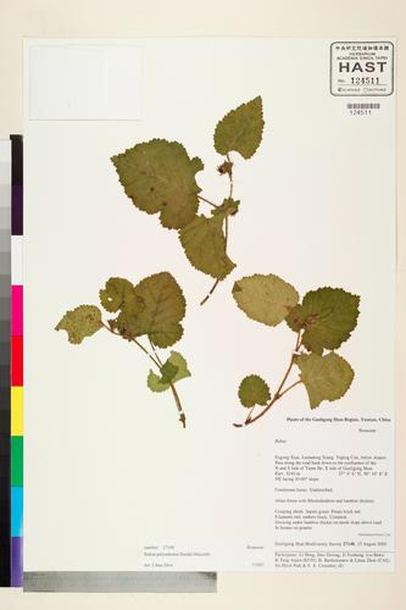 Rubus polyodontus photo 6