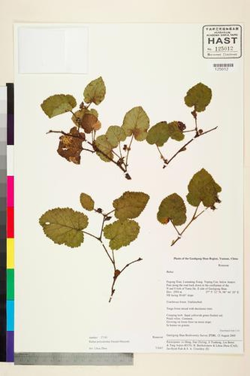 Rubus polyodontus photo 7