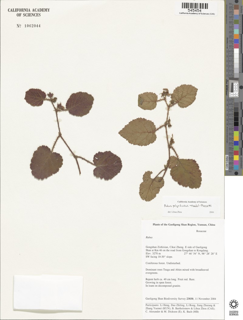 Rubus polyodontus photo 8