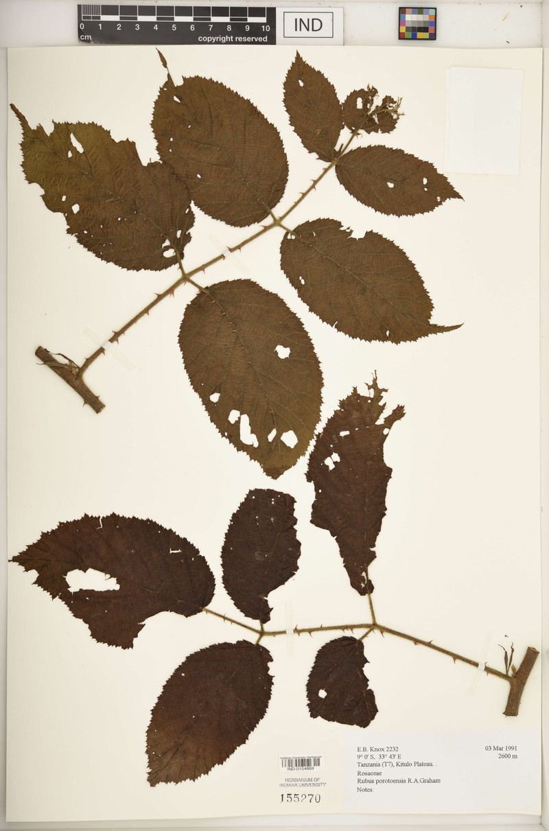 Rubus porotoensis