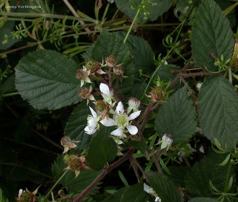 Rubus porphyrocaulis photo 2