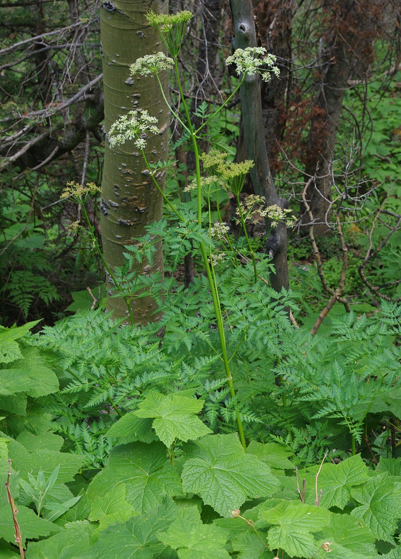 Pocono Plateau Dewberry