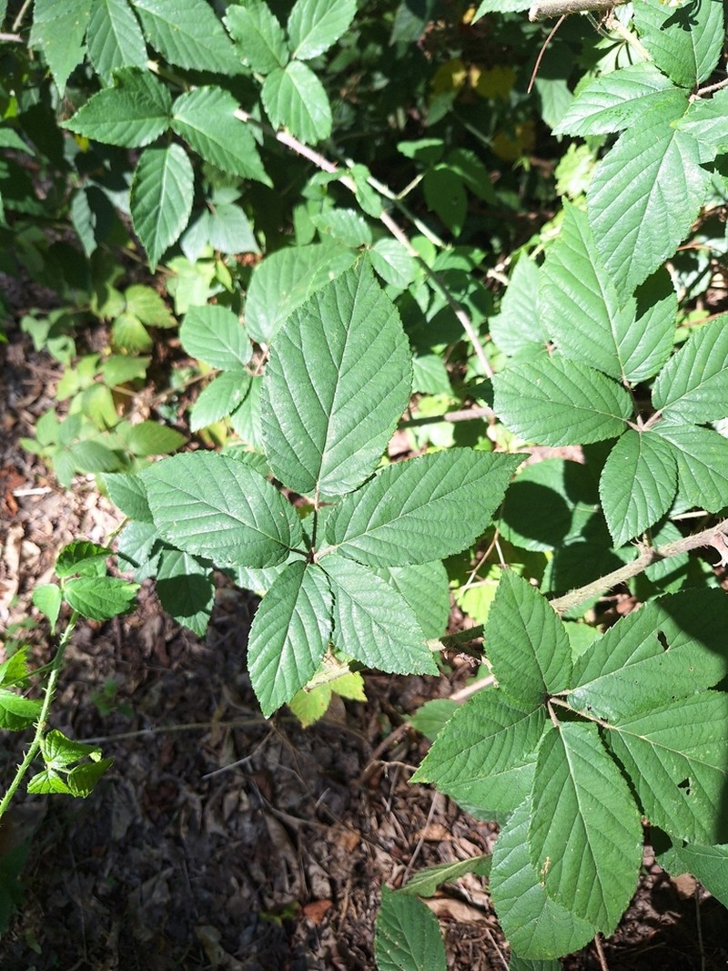 Rubus posnaniensis photo 2