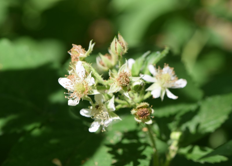 Rubus posnaniensis