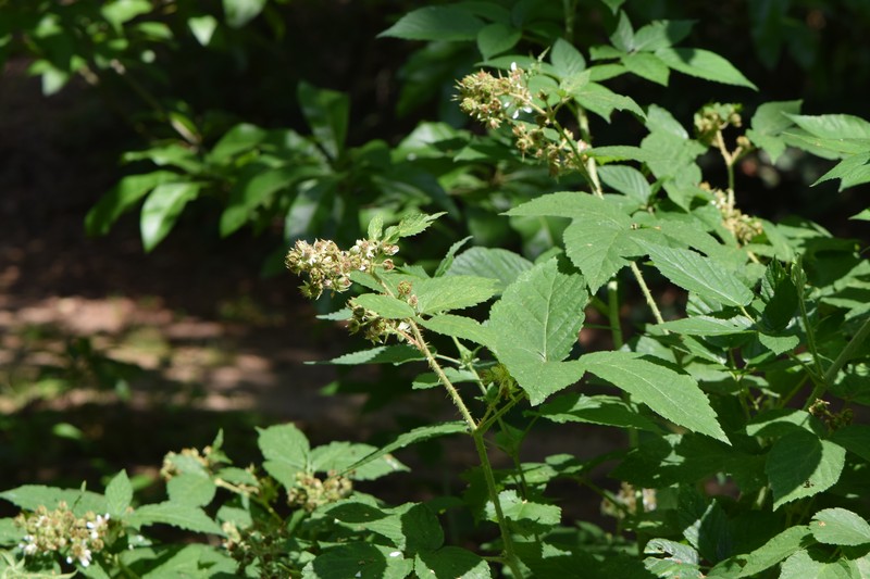 Rubus posnaniensis photo 3