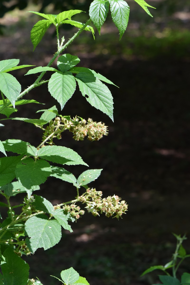 Rubus posnaniensis photo 4