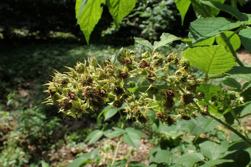 Rubus posnaniensis photo 5
