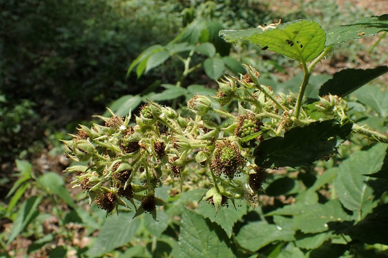 Rubus posnaniensis photo 6