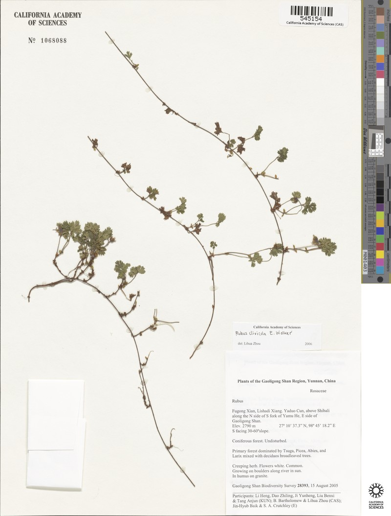 Rubus potentilloides