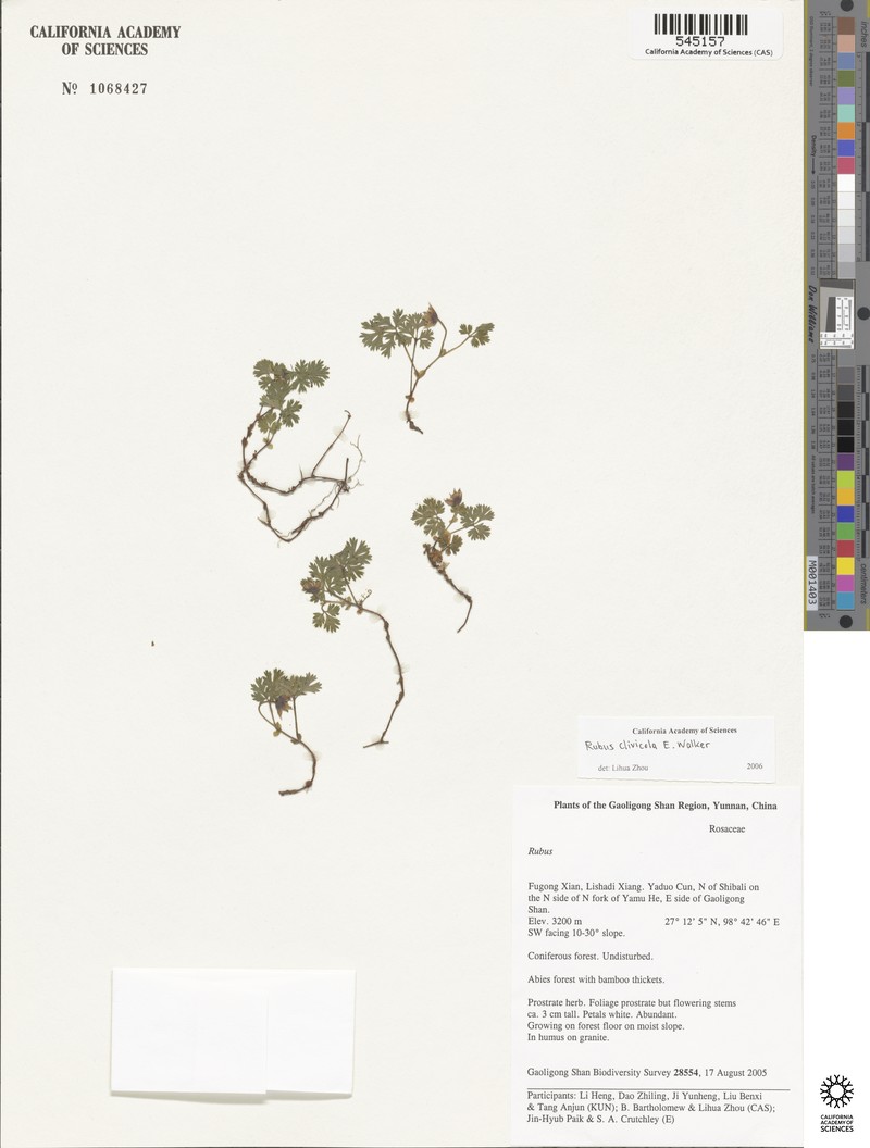 Rubus potentilloides photo 2