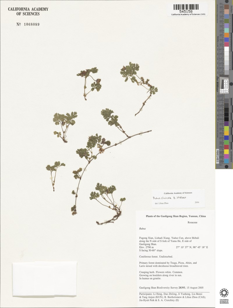 Rubus potentilloides photo 3