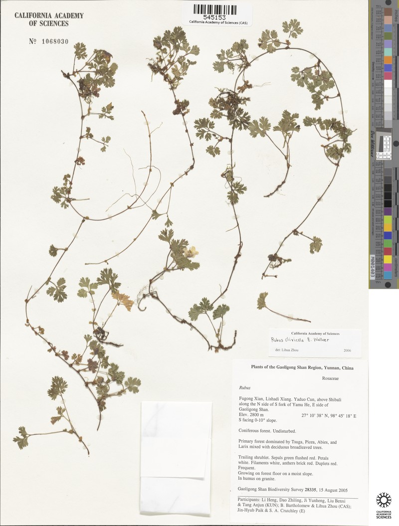 Rubus potentilloides photo 4