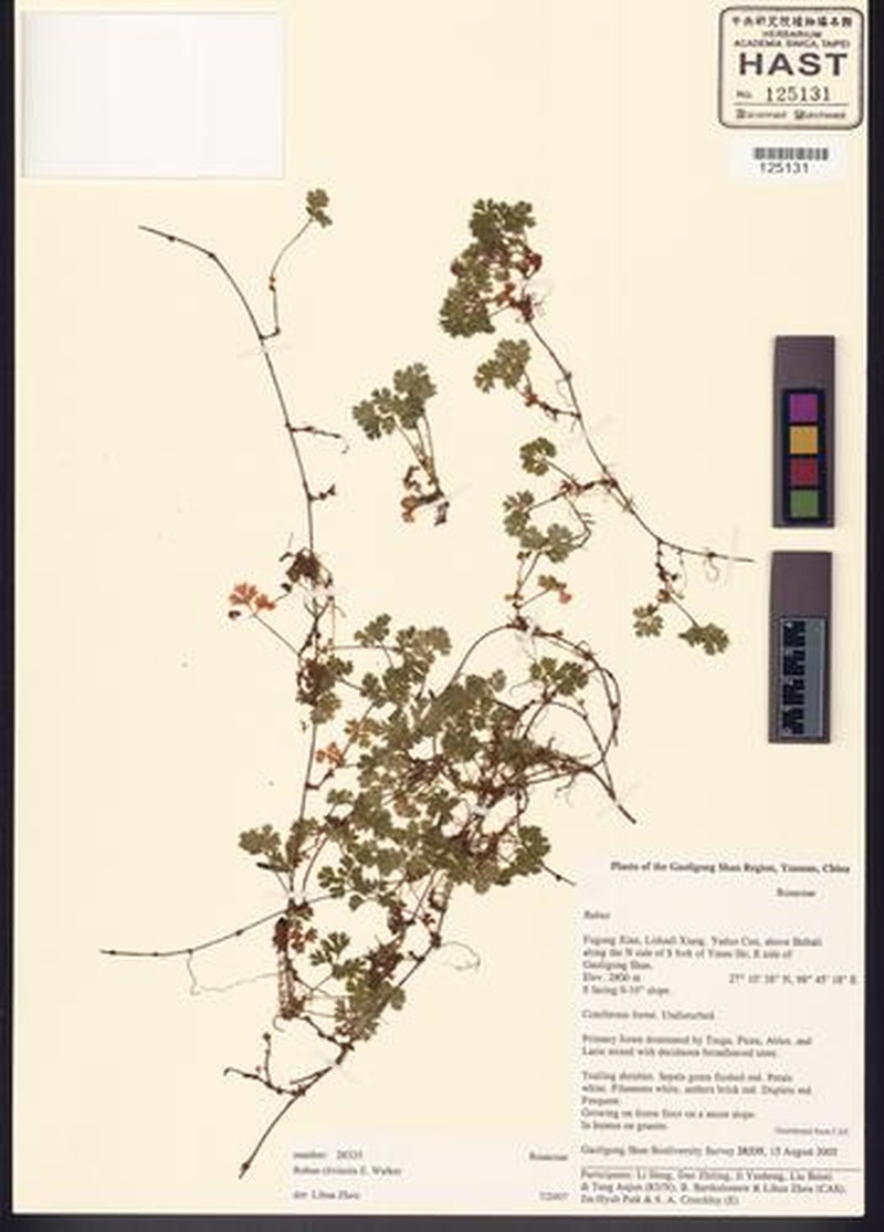 Rubus potentilloides photo 5