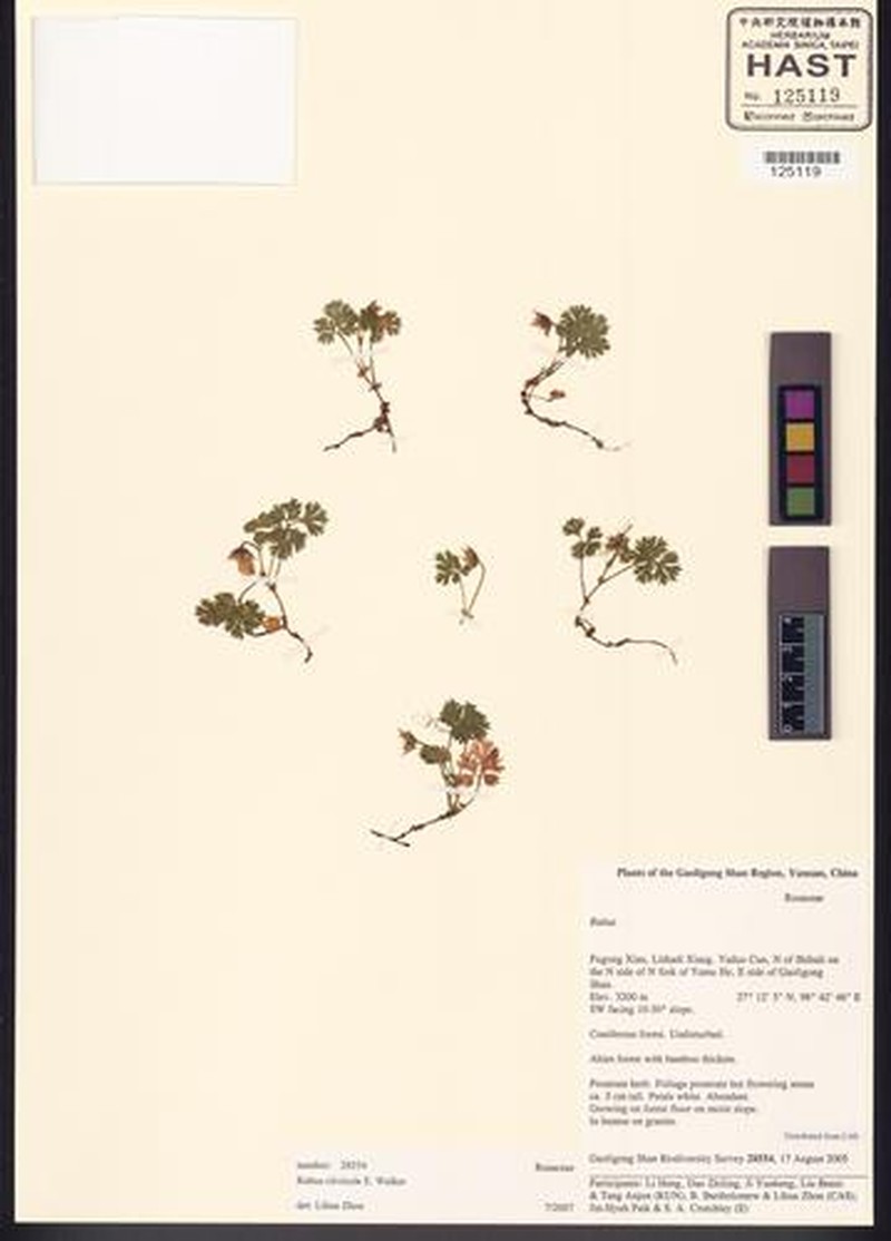 Rubus potentilloides photo 6