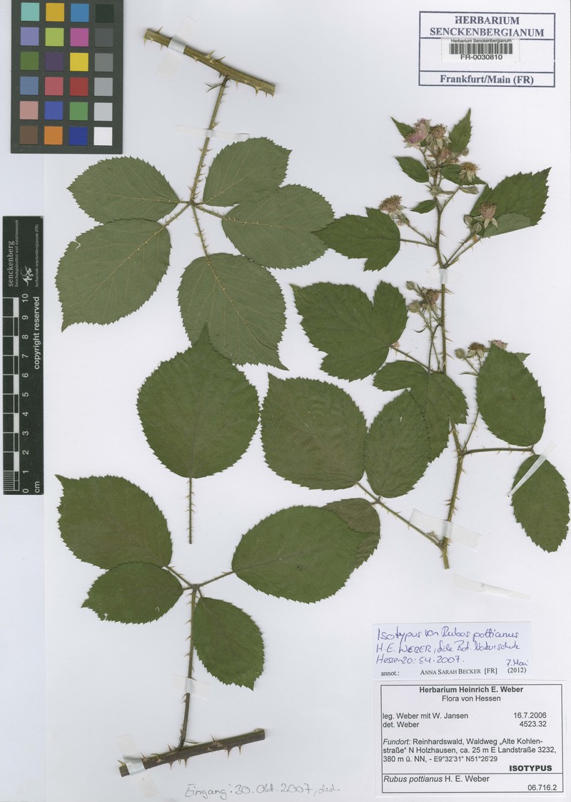 Rubus pottianus