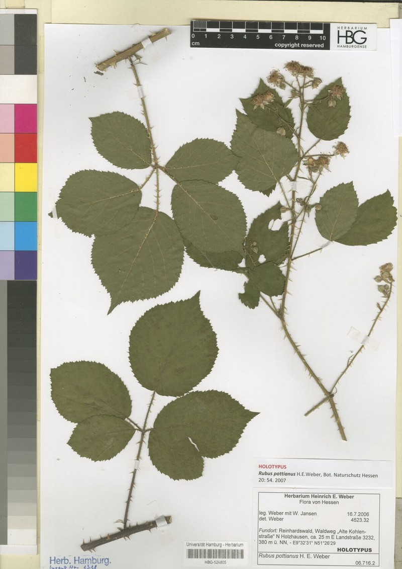 Rubus pottianus photo 2