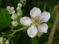 Rubus praecox