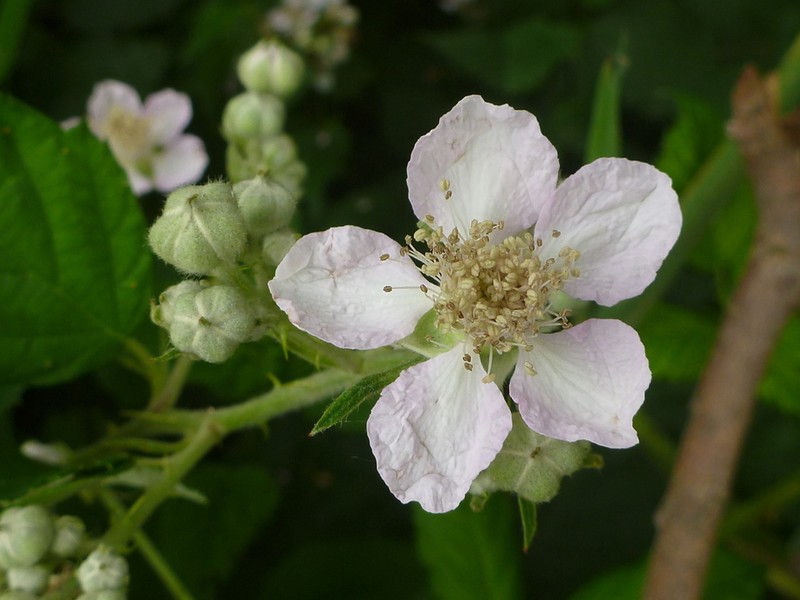 Rubus praecox