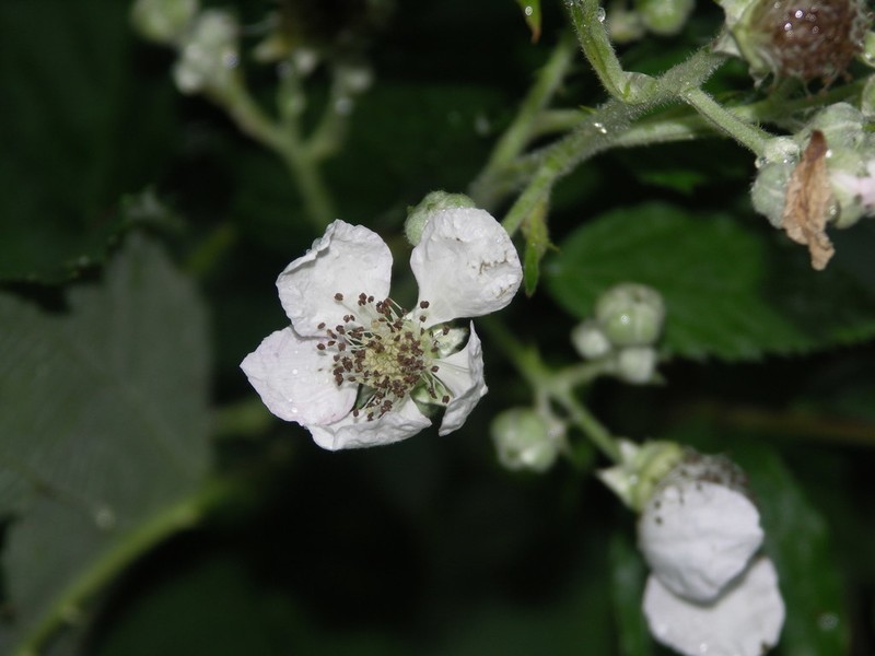 Rubus praecox photo 2
