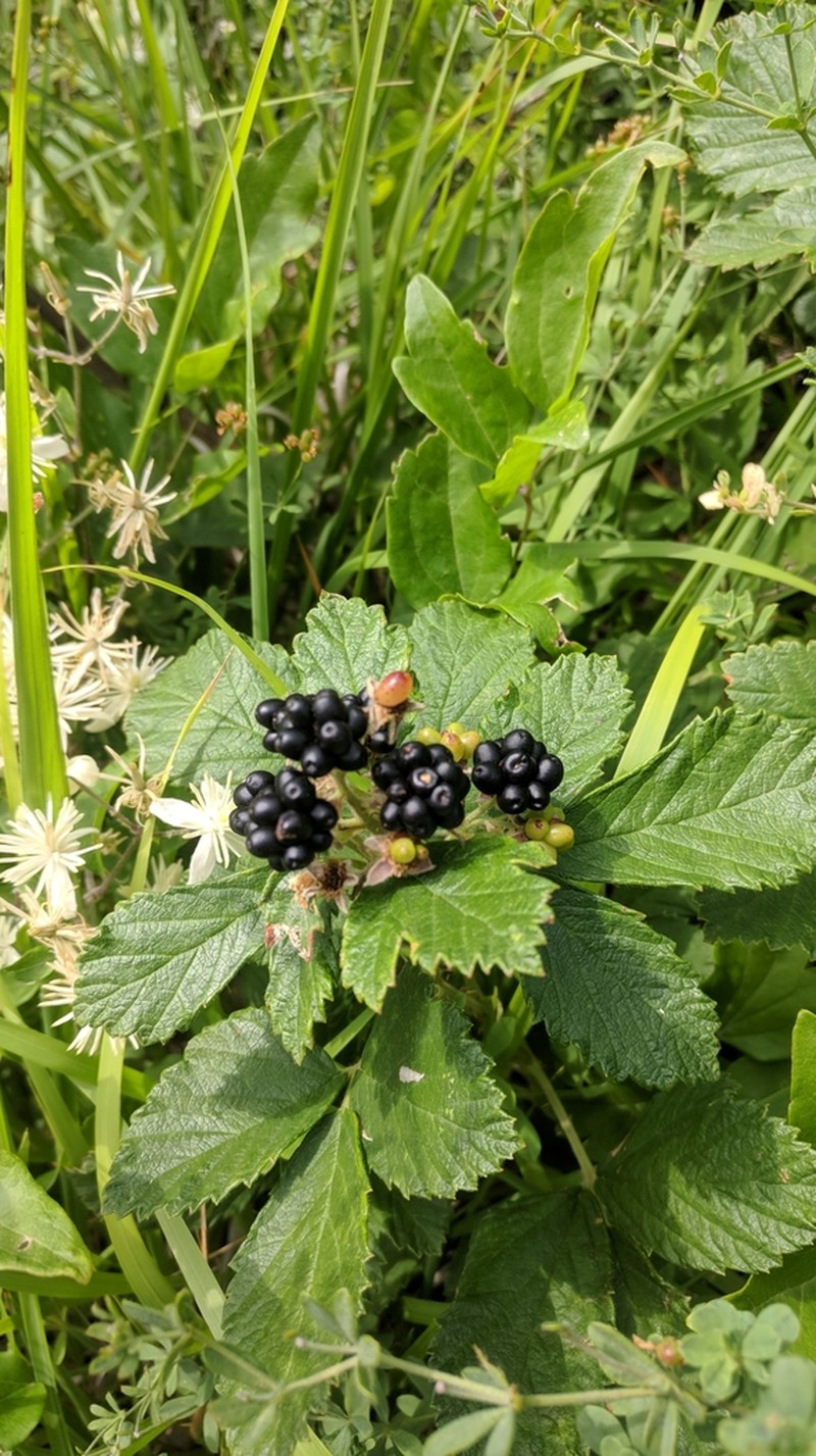 Rubus praecox photo 3