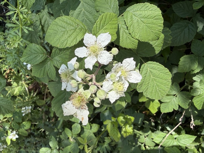 Rubus praecox photo 4
