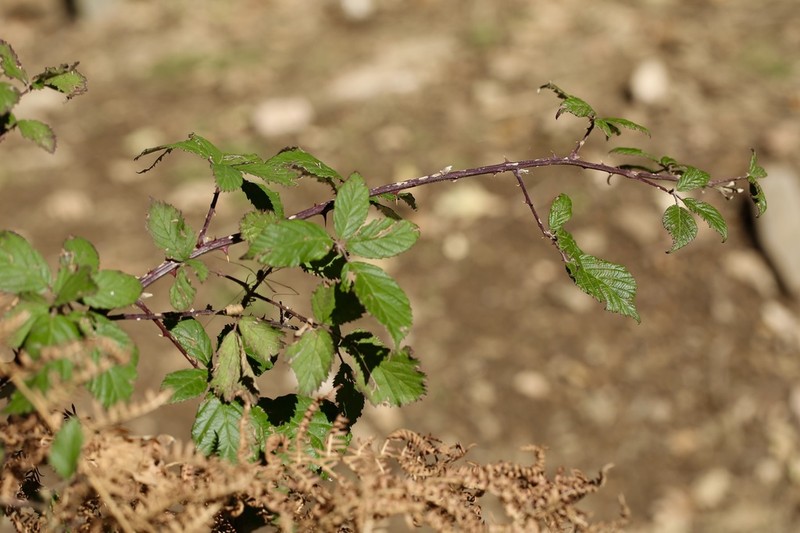 Rubus praecox photo 5