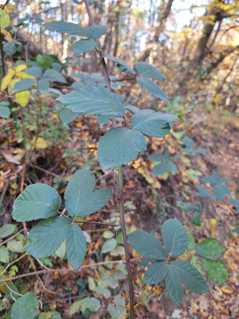 Rubus praecox photo 6