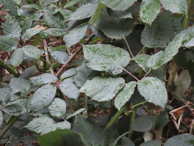 Rubus praecox photo 7