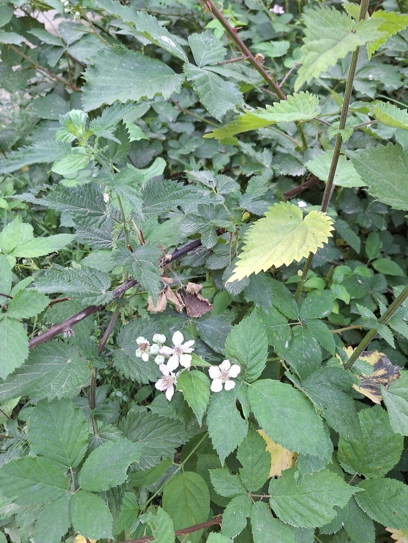 Rubus praecox photo 8