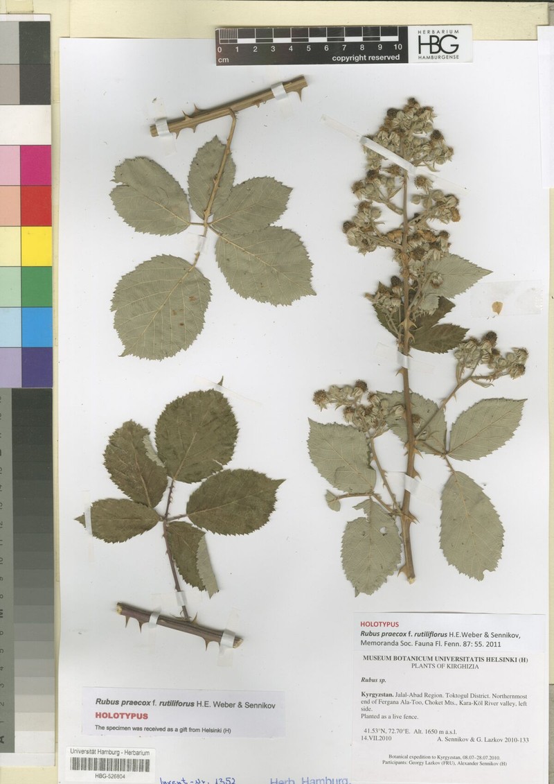 Rubus praecox f. rutiliflorus