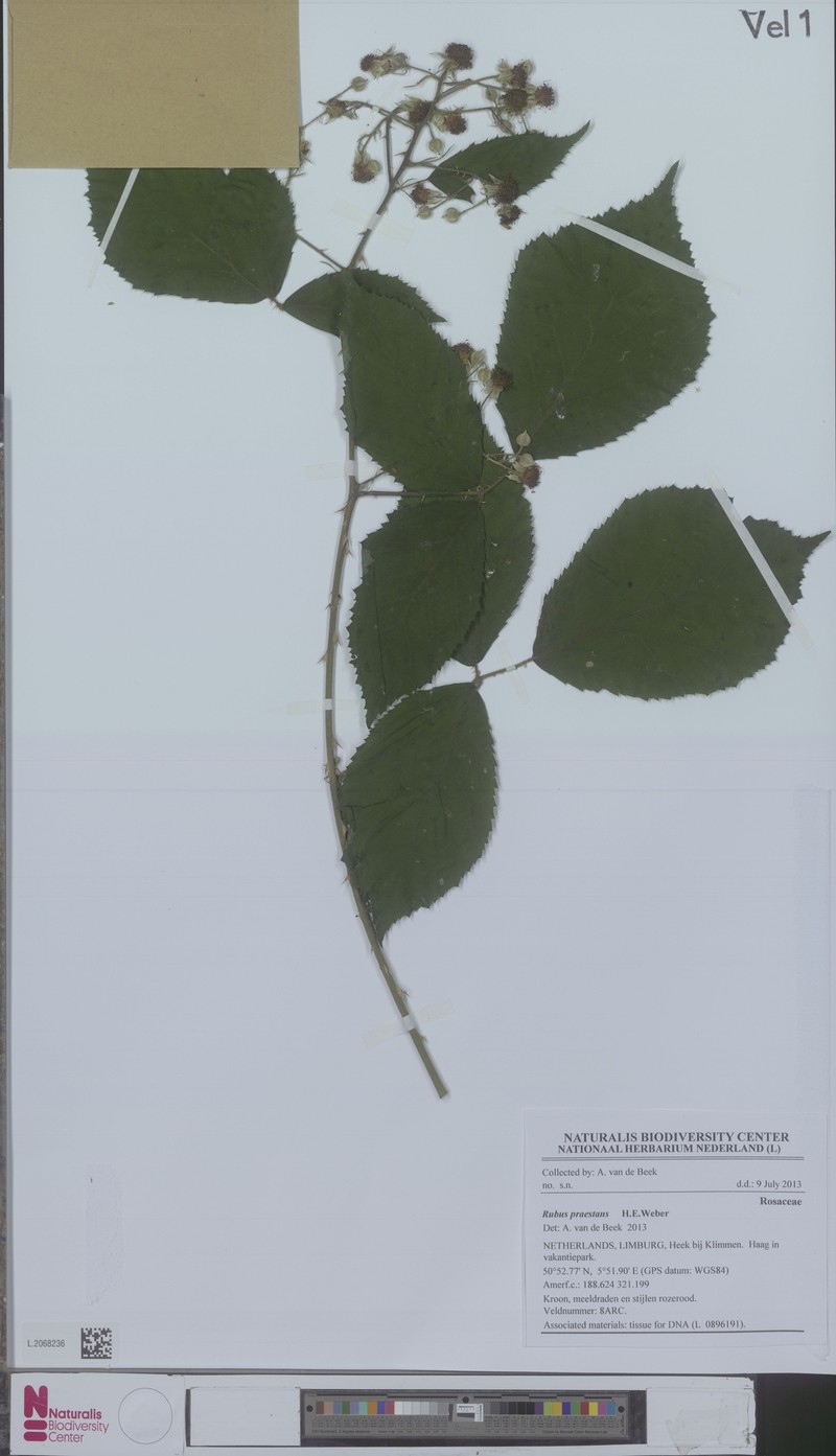 Rubus praestans
