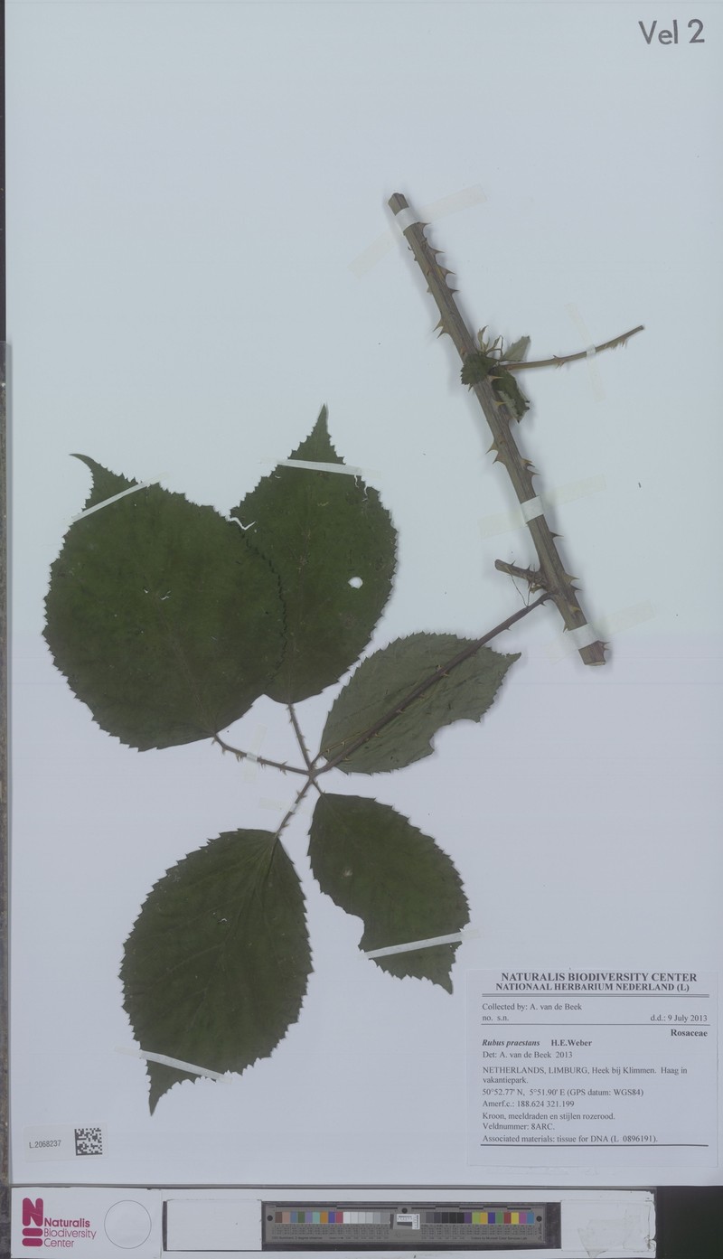 Rubus praestans photo 2
