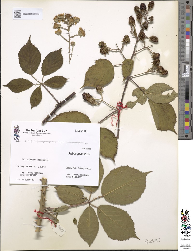 Rubus praestans photo 3