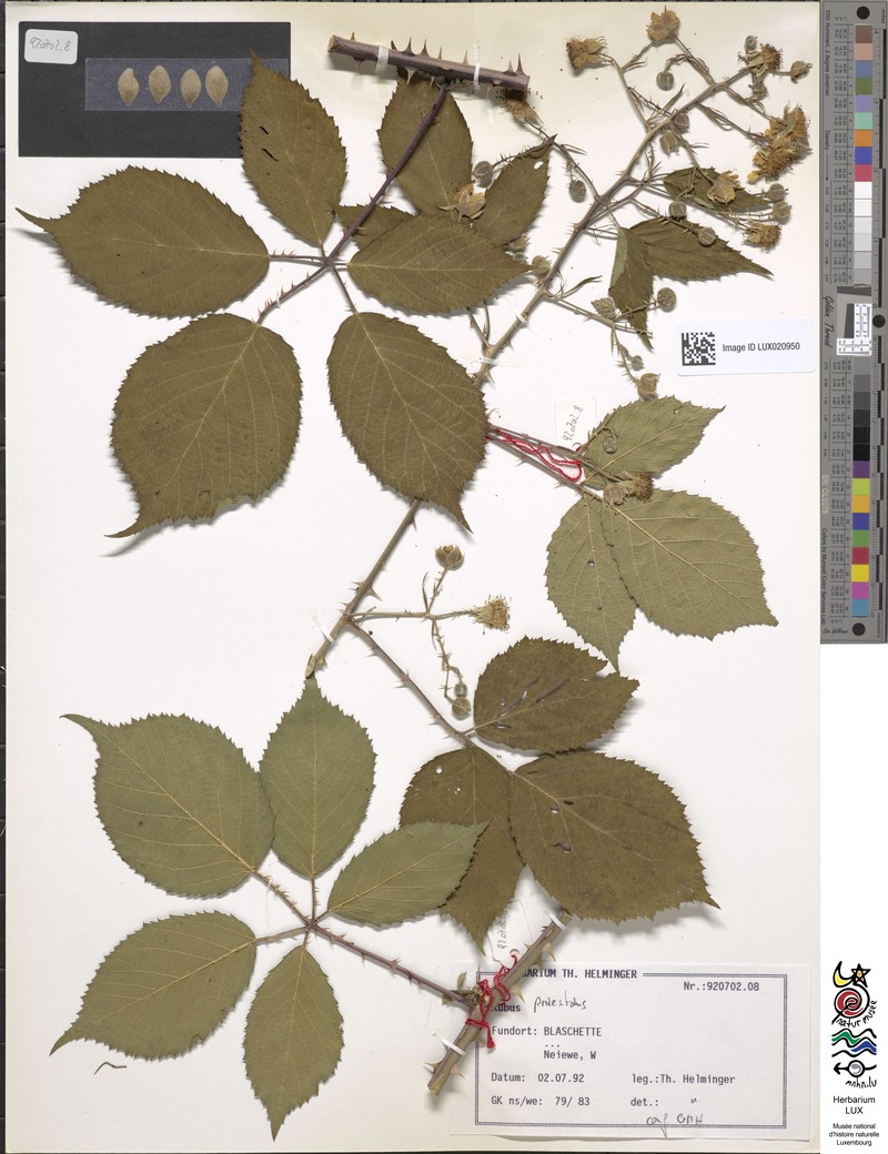 Rubus praestans photo 4